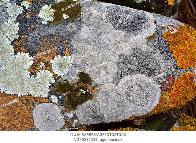 Saxicolous lichens growing on granite rock. This photo was taken in Alt Emporda, Girona province, Catalonia, Spain