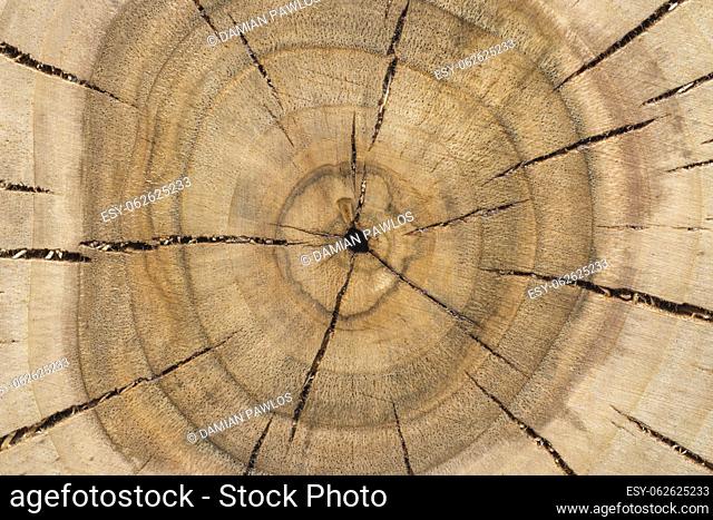Circular rings found on a walnut tree cross-section. Annual growth rings that determine the age of a tree