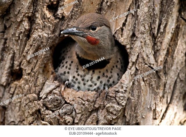 Northern Flicker, Colaptes auratus, fledged chick with catchlight in eye about to leave nest in old gnarled Elm tree for the first time