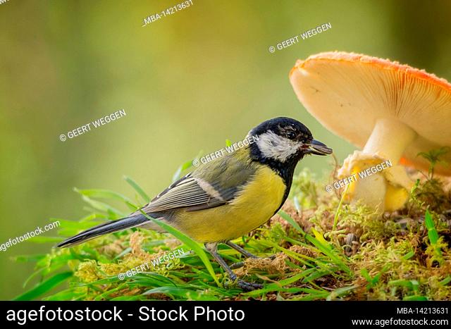 great tit is standing with a mushroom with seeds in mouth