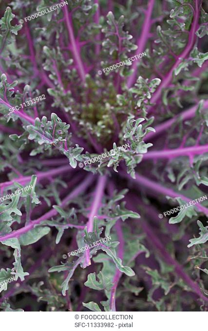 Purple cabbage seen from above