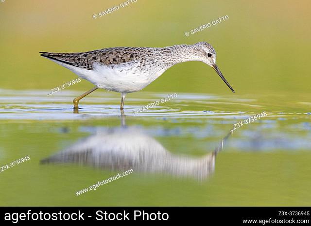 Marsh Sandpiper (Tringa stagnatilis), side view of an adult standing in the water, Campania, Italy