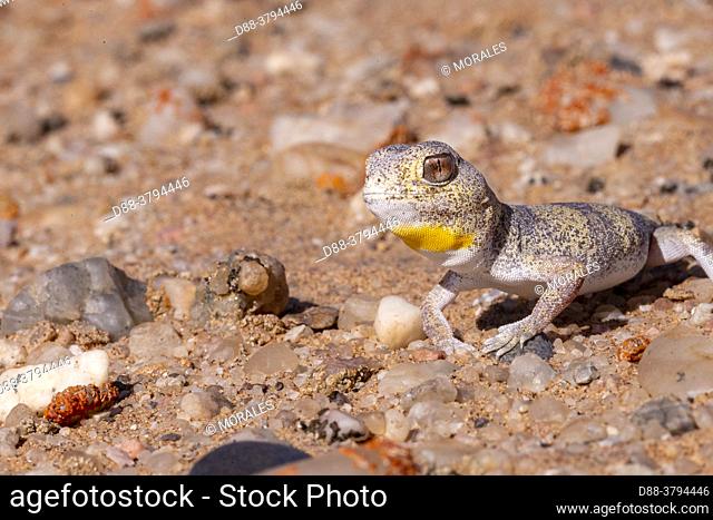 Africa, Namibia, Swakopmund, Dorob National Park, Carp's barking Gecko or Namib chirping gecko (Ptenopus carpi)