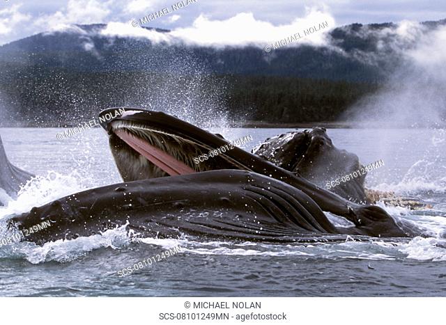 Adult Humpback Whales Megaptera novaeangliae cooperatively 'bubble-net' feeding in Chatham Strait, Southeast Alaska, USA