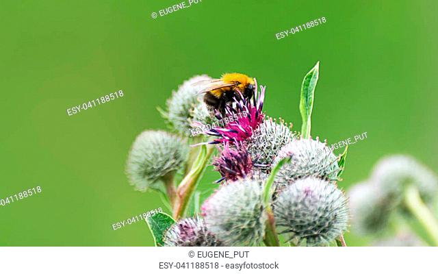 Pollination concept: close-up of a bumblebee on purple Great Globe Thistle flower with blurred green background