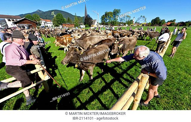 Herding together of cows in the village, ceremonial driving down of cattle from the mountain pastures, Pfronten, Ostallgaeu district, Allgaeu region, Swabia
