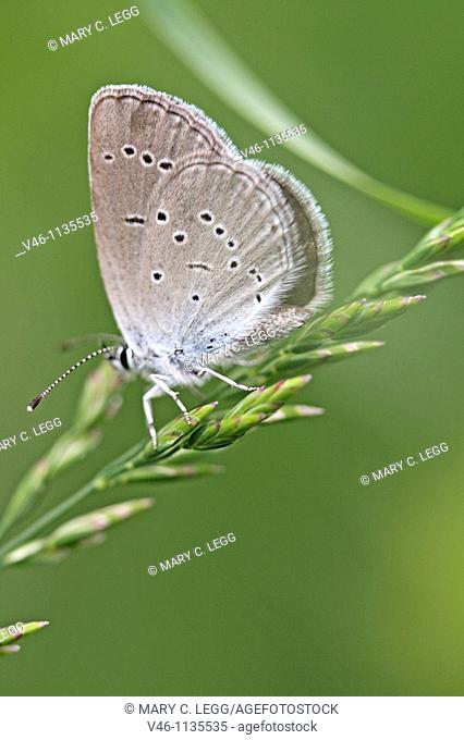 Small Blue, cupido minimus on a thin grass tuft  Underwings visible  Milovice, Czech Republic  Principle food plant is sainfroin  Fluttery flier that hops...