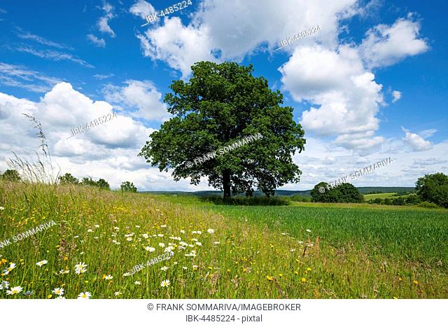 English oak (Quercus robur), solitary tree, Bavaria, Germany