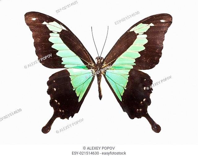 Butterfly Papilio Palinurus