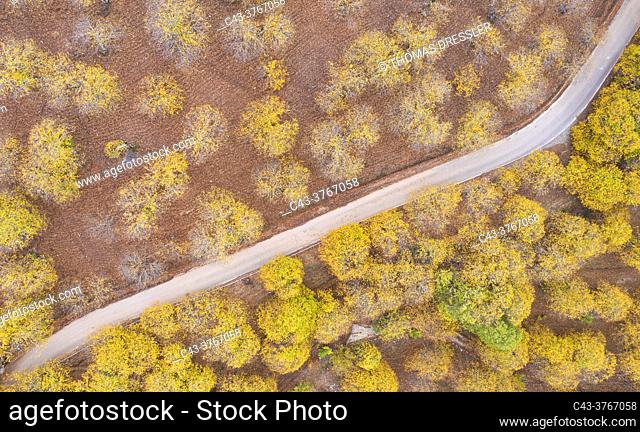 Sweet chestnut trees (Castanea sativa) in autumnal colours in November. Aerial view. Drone shot. Genal river valley, Málaga province, Andalusia, Spain