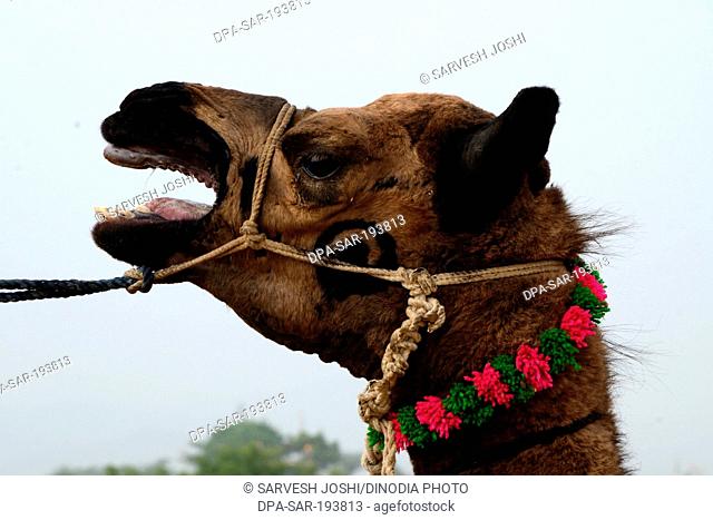 Camel in cattle fair, pushkar, rajasthan, india, asia