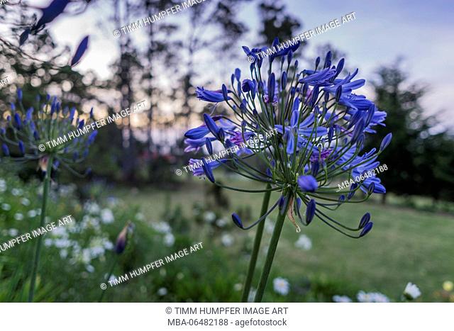 The Greater Antilles, the Caribbean, the Dominican Republic, Constanza, Valle Nuevo, blue blossoms in the evening light