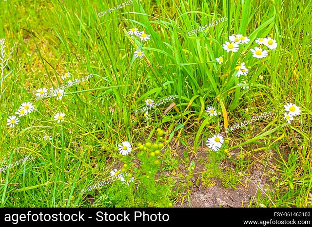Yellow white colorful Chamomile Camomile flowers on green meadow field in Lohe in Bramstedt Hagen im Bremischen Lower Saxony Germany
