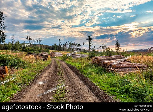 Piled logs of harvested wood timber next to forest in countryside after bark beetle attack calamity. Unwanted deforestation in highland in Czech Republic