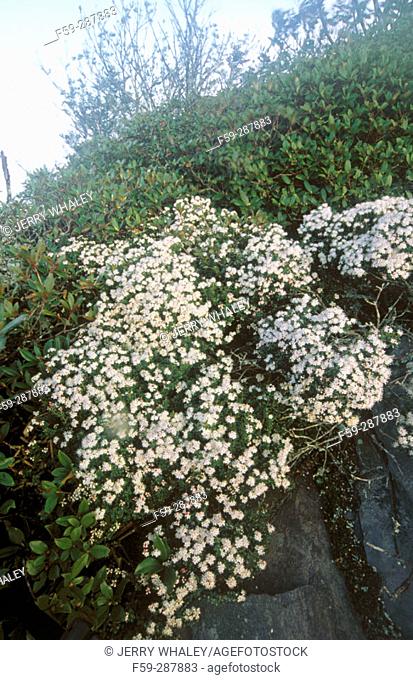 Mountain myrtle (Lejophullum lyoni) on Mount Le Conte. Great Smoky Mountains National Park. Tennessee. USA