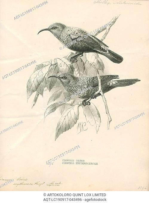 Nectarinia erythrocerca, Print, The red-chested sunbird (Cinnyris erythrocercus) is a species of bird in the Nectariniidae family