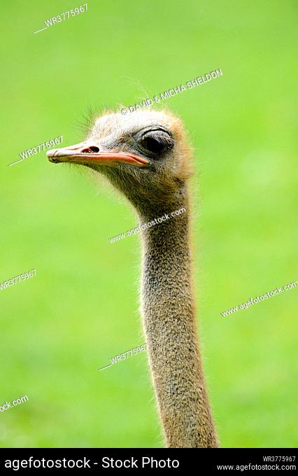 Ostrich (Struthio camelus), portrait