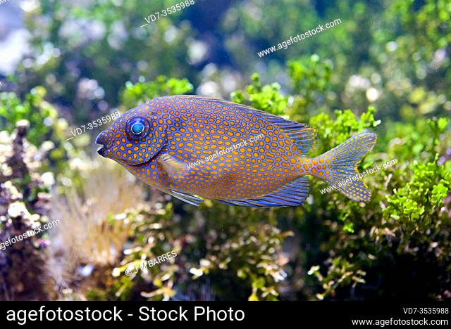 Gold-spotted rabbitfish (Siganus punctatus) is a marine fish native to tropical Pacific