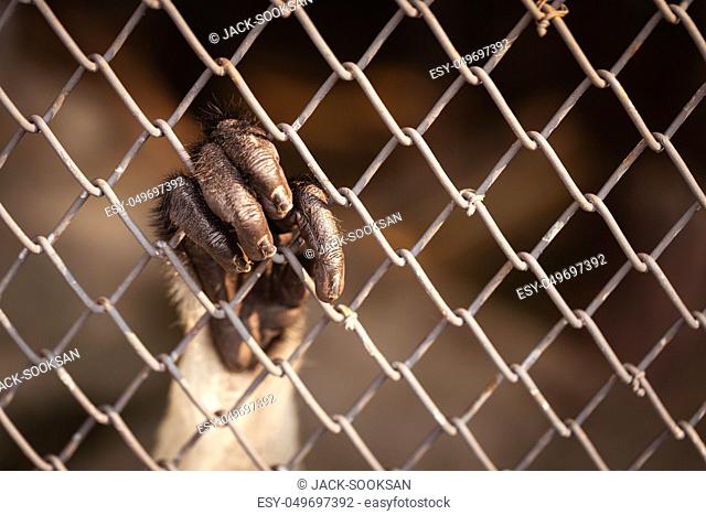 Close up on monkey black hand which fingers hanging on rust iron cage with blurry dark background