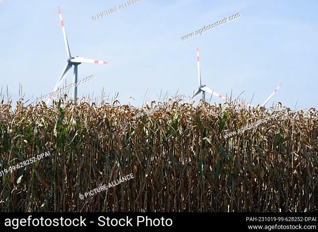 PRODUCTION - 18 October 2023, Schleswig-Holstein, Dissau: Corn plants growing in a corn field. Photo: Marcus Brandt/dpa. - Dissau/Schleswig-Holstein/Germany
