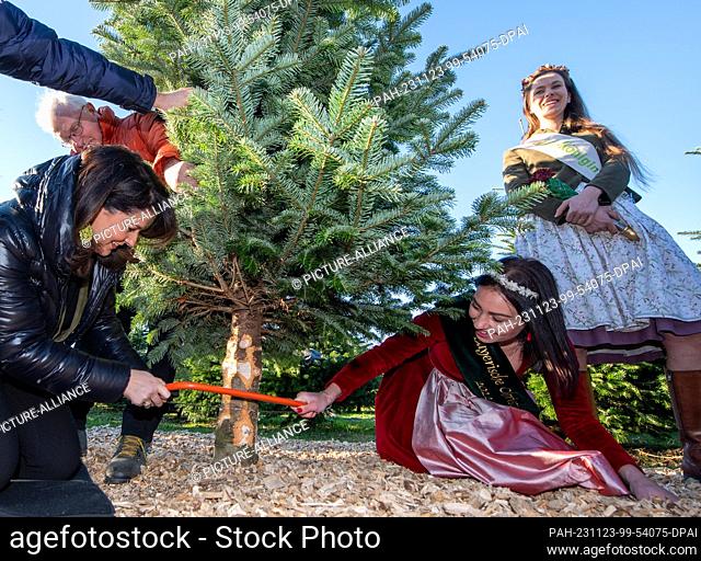 23 November 2023, Bavaria, Kissing: Michaela Kaniber (CSU, left), Bavarian Minister of Forestry, saws on a Christmas tree at Gut Mergenthau with Thomas...
