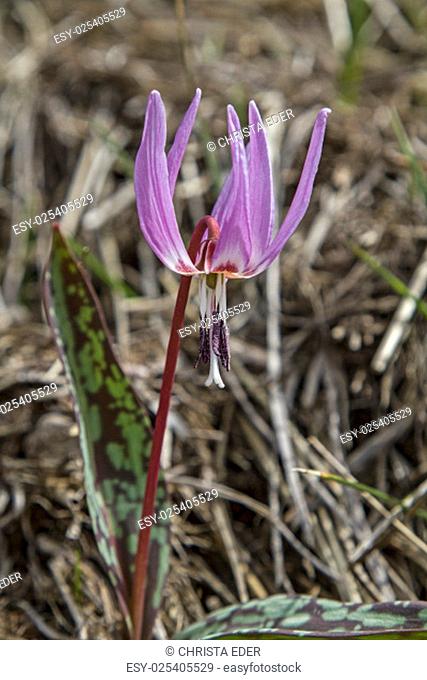 dog tooth violet, erythronium dens-canis also called belongs to the lily family