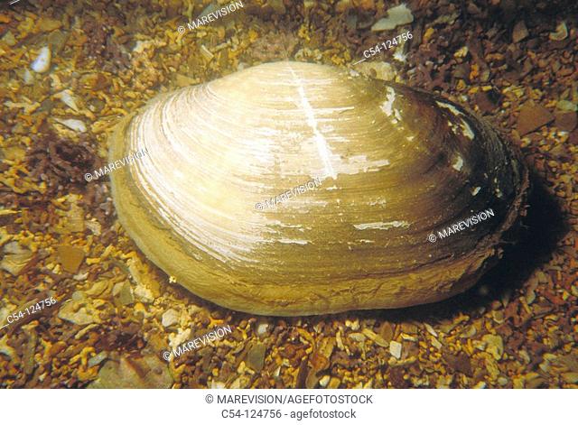 Trough shell (Lutraria lutraria). Ria of Vigo, Pontevedra province, Galicia, Spain