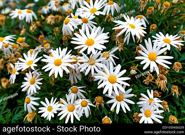 Chamomile flowers - nature floral background