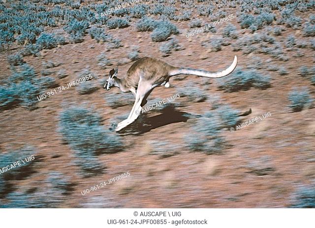 Red kangaroo, Macropus rufus, hopping. Sturt National Park, New South Wales, Australia. (Photo by: Auscape/UIG)