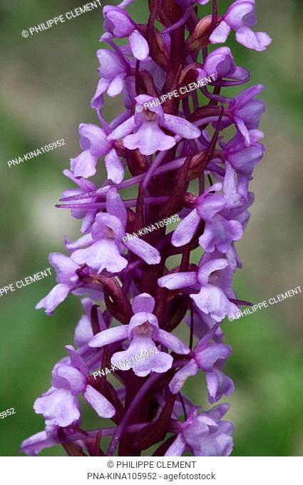 Fragant Orchid Gymnadenia conopsea - Parc naturel regional de La Brenne, Indre, Centre, France, Europe