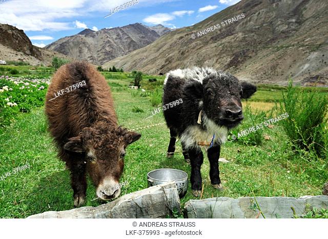 Yak calves, between Padum and Phuktal, Zanskar Range Traverse, Zanskar Range, Zanskar, Ladakh, India