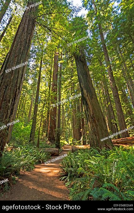 Sun and Shade on Redwood Forest Trail in Jedidiah Smith Redwoods State Park in California
