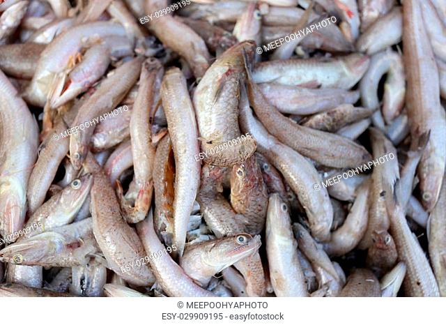 pile of raw Lizardfish in Thailand market
