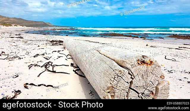 Large driftwood log on sandy beach of Cape Towns stormy coastline on a cloudy day