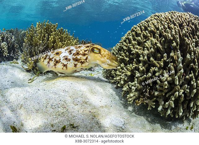 Adult broadclub cuttlefish, Sepia latimanus, feeding in coral head, Sebayur Island, Flores Sea, Indonesia