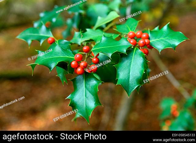 Holly green leaves with red berries, close up. Ilex aquifolium or Christmas holly tree, closeup