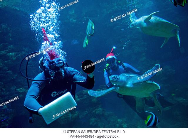 Divers Robert Orlowski (L) and Mirko Becker swim dressed as Santa in the turtle aquarium in the Oceanographic Museum in Stralsund, Germany, 14 December 2015