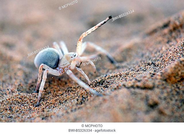 White Lady Spider, Dancing White Lady Spider (Leucorchestris arenicola), crawling on sand, Namibia, Dorob National Park, Swakomund