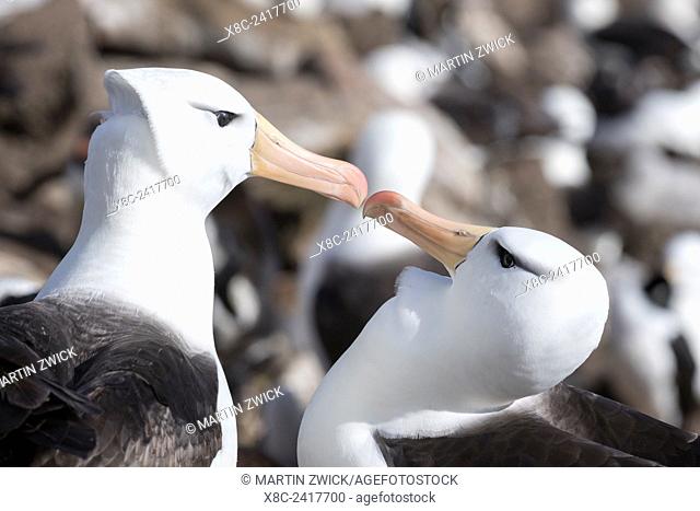 Black-browed Albatross ( Thalassarche melanophris ) or Mollymawk, ritualized greeting ceremony and courtship display. South America, Falkland Islands, January