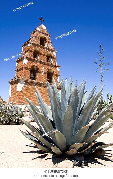 USA, California, San Luis Obispo County, Paso Robles, Bell tower at Mission San Miguel Archangel with succulent in foreground