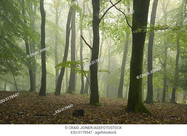 A misty broadleaf woodland in autumn at Dowsborough in the Quantock Hills, Somerset, England