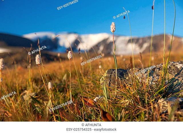 Evening in the mountains at an altitude of permafrost in tundra ecosystems