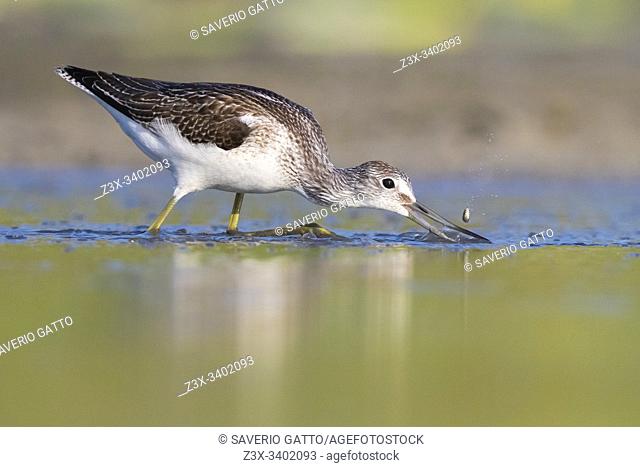 Greenshank (Tringa nebularia), side view of an adult catching fish in a pond, Campania, Italy