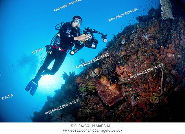Scuba diver with underwater camera equipment, swimming over coral wall at caldera dive site, Mount Komba, Alor Archipelago, Lesser Sunda Islands, Indonesia