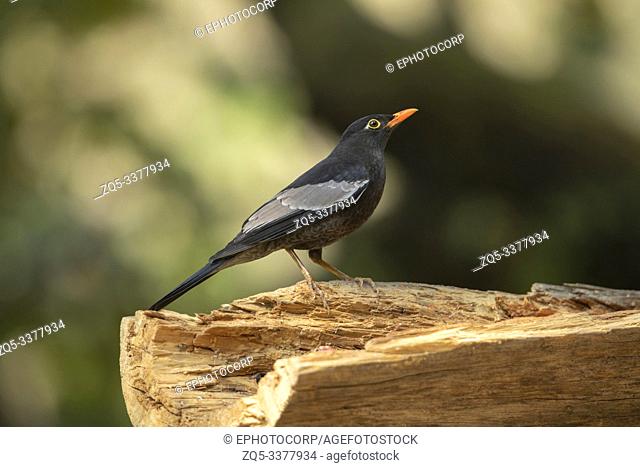 Grey-winged blackbird, Turdus boulboul at Sattal in India
