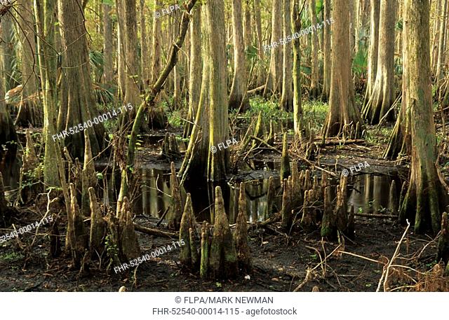 Swamp Cypress Taxodium distichum trunks and 'knees', Highlands Hammock State Park, Florida, U S A