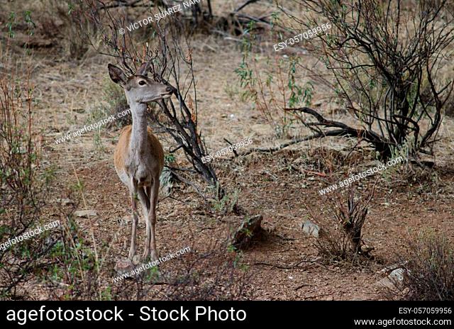 Female Iberian red deer Cervus elaphus hispanicus. Monfrague National Park. Caceres. Extremadura. Spain