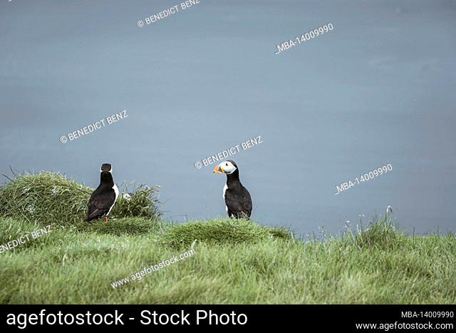 close-up of puffins, fratercula arctica in eastern iceland