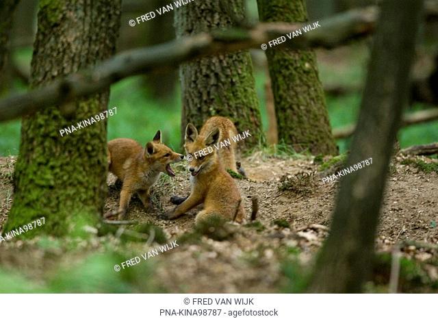 Fox Vulpes vulpes - Planken Wambuis, Ede, Veluwe, Guelders, The Netherlands, Holland, Europe