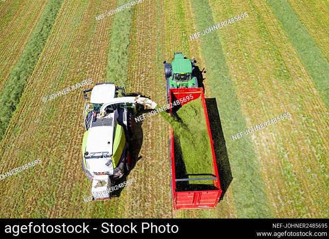 Forage harvester and tractor harvesting crops